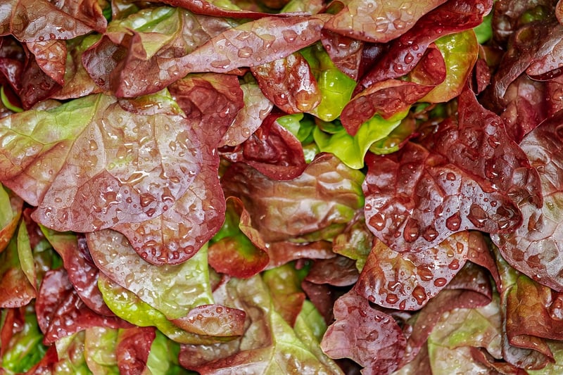 Summer Salad
